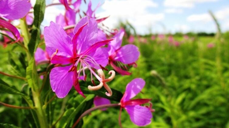 Fireweed-kukinnot, joilla on kiistatonta hyötyä miehille