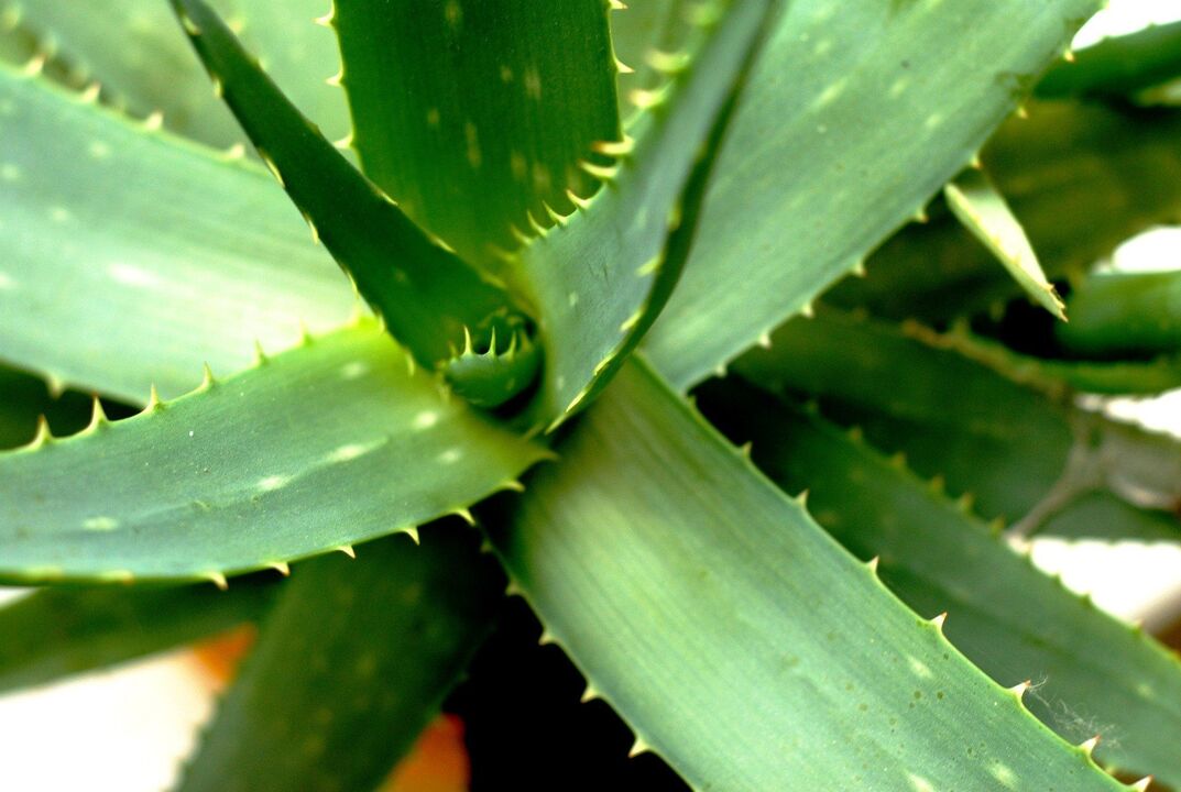 aloe miesten tehoon