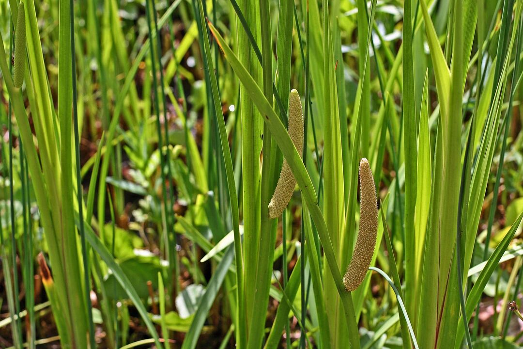 calamus-yrtti tehon parantamiseksi