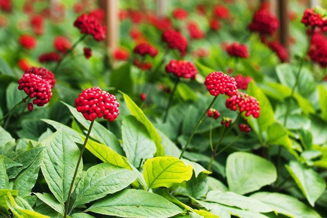 ginseng-lääkeyrtti tehon parantamiseksi